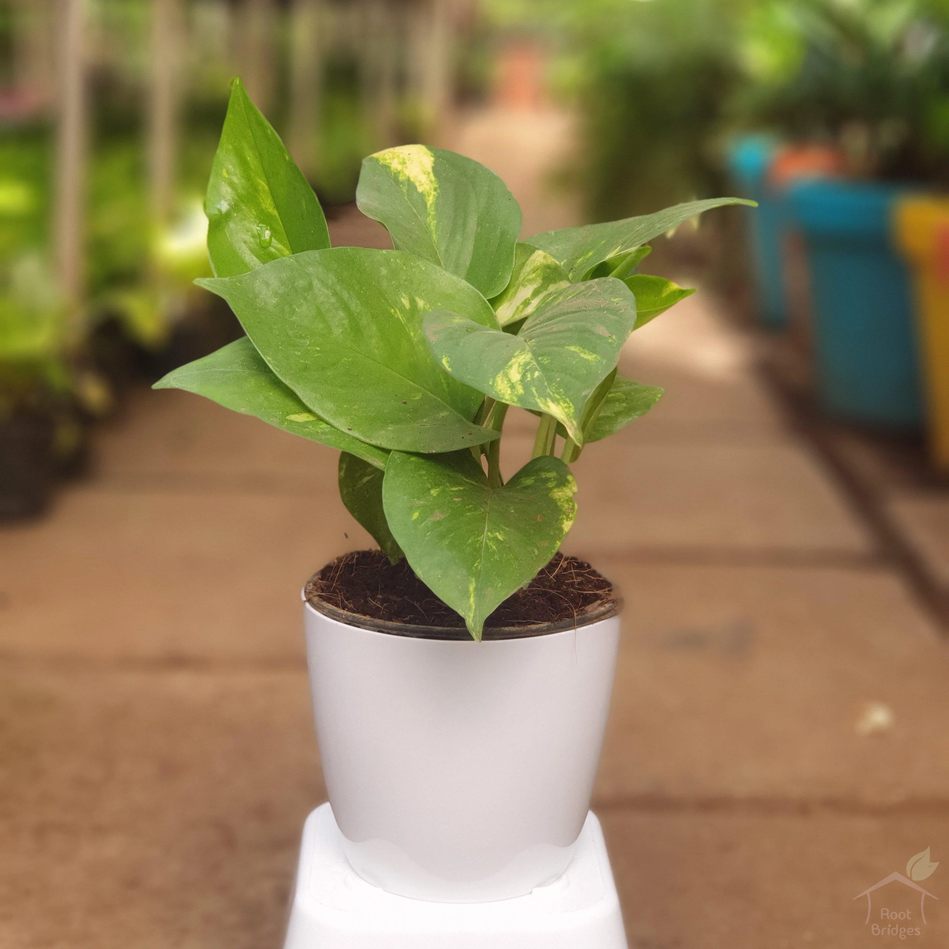 Money plant